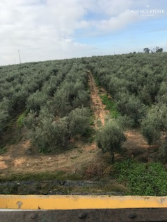 Hacienda ALCALA DEGUADAIRA – Espagne-Andalousie